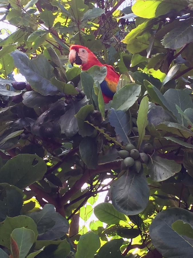 Casa Guacamaya Ξενοδοχείο Palenque Εξωτερικό φωτογραφία