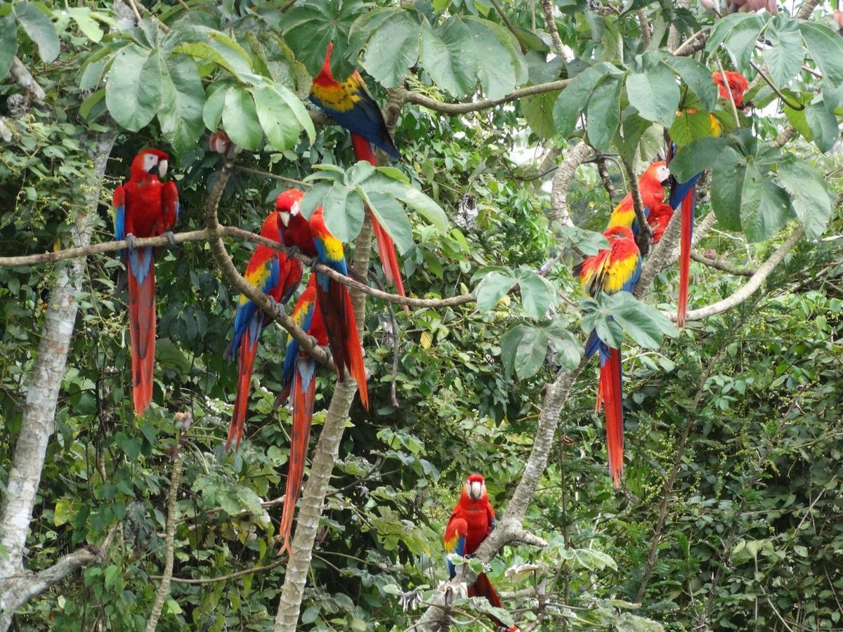 Casa Guacamaya Ξενοδοχείο Palenque Εξωτερικό φωτογραφία